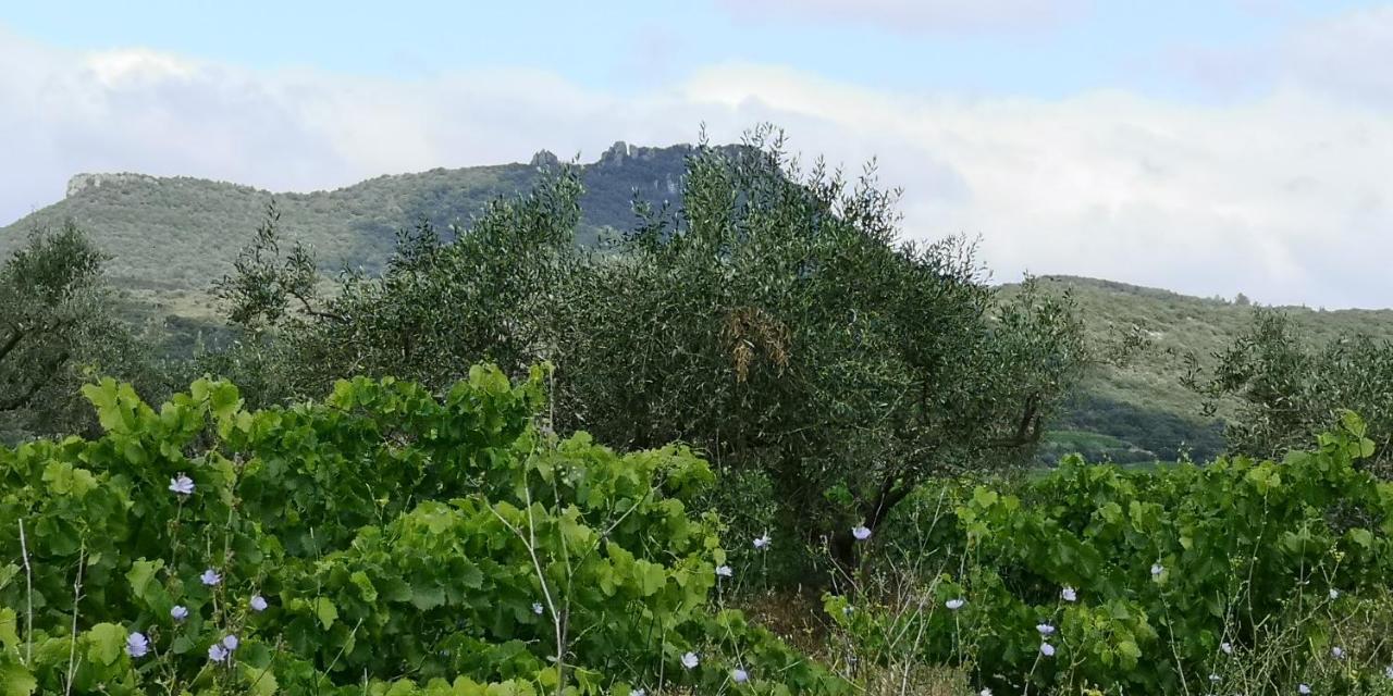 Saint-Saturnin-de-Lucian米莫萨旅馆住宿加早餐旅馆 外观 照片
