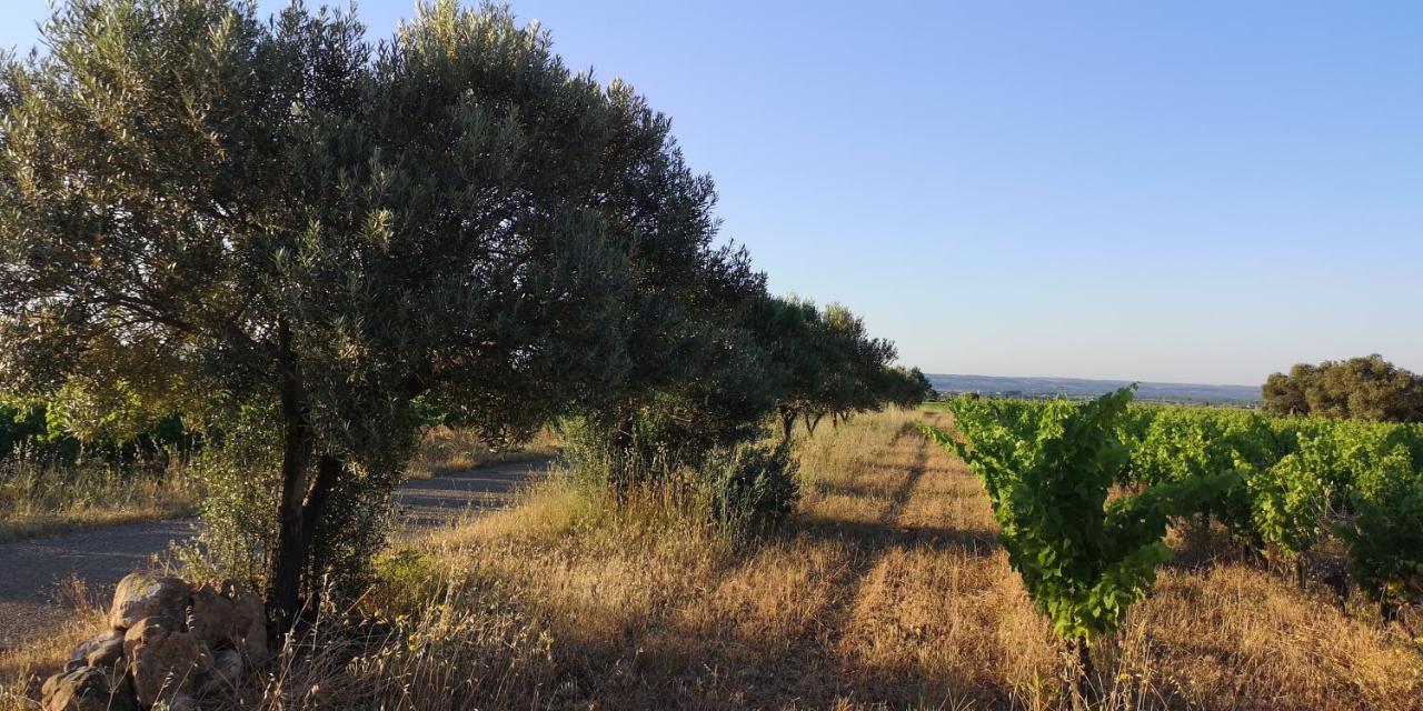 Saint-Saturnin-de-Lucian米莫萨旅馆住宿加早餐旅馆 外观 照片