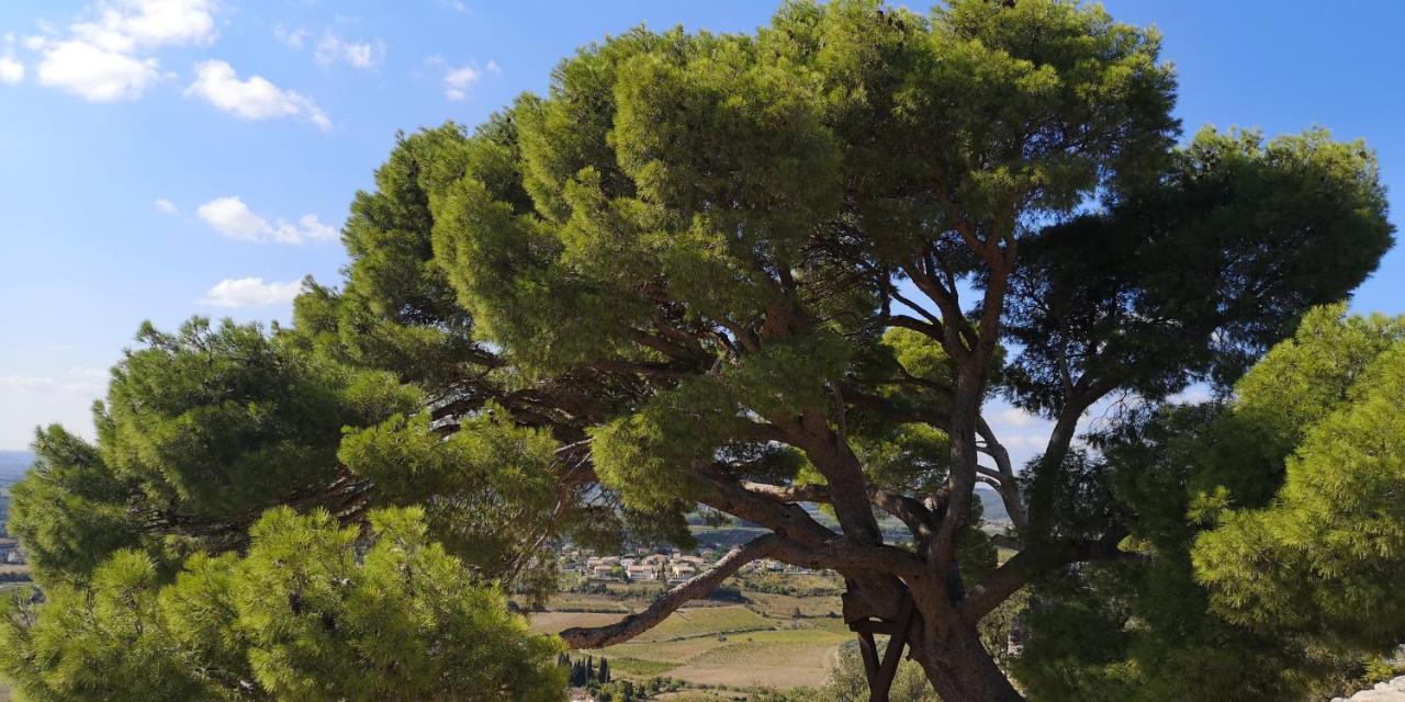 Saint-Saturnin-de-Lucian米莫萨旅馆住宿加早餐旅馆 外观 照片
